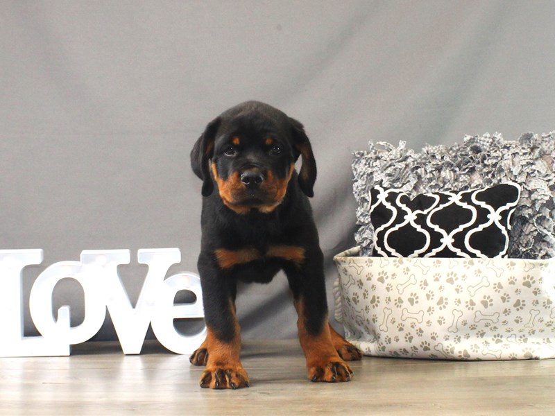Rottweiler – Kato