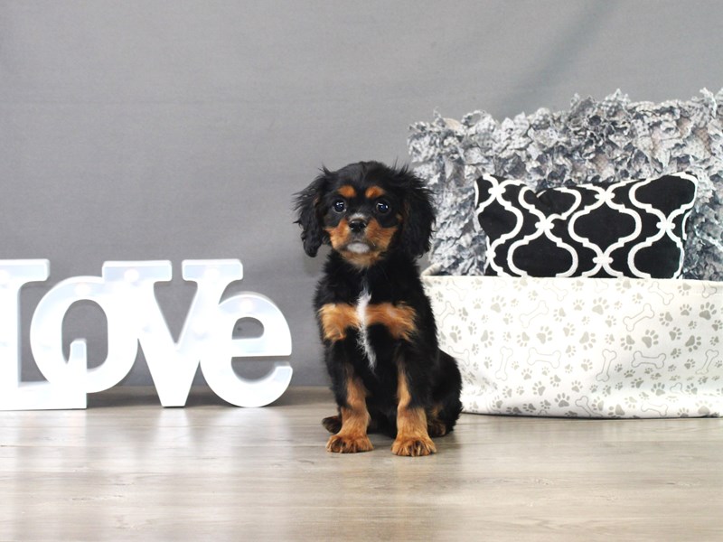 Cavalier King Charles Spaniel