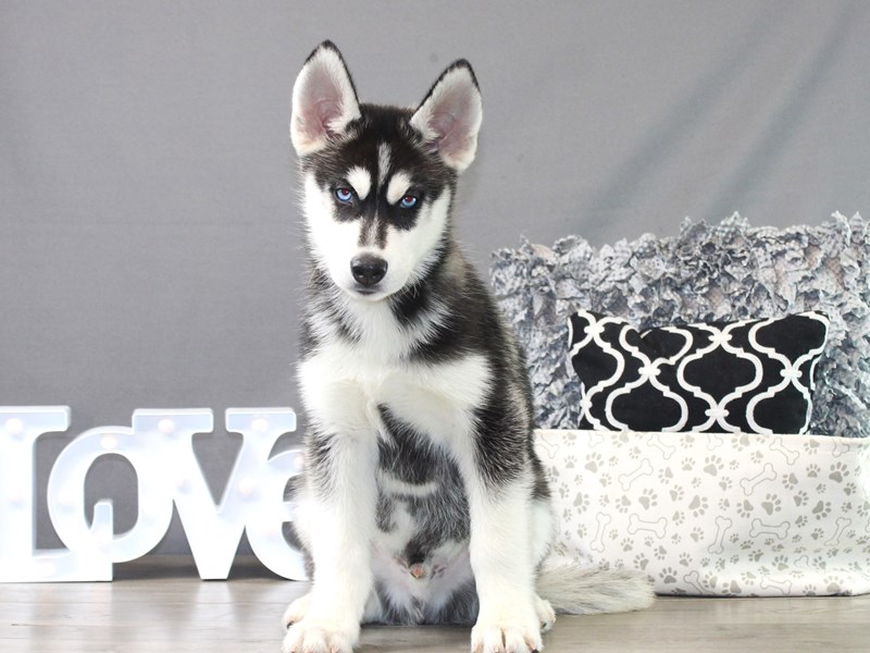 Siberian Husky