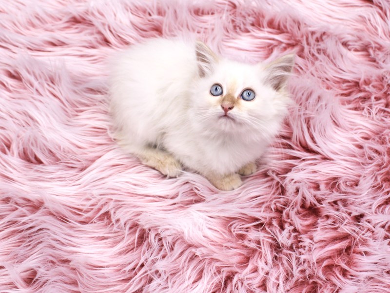 Ragdoll