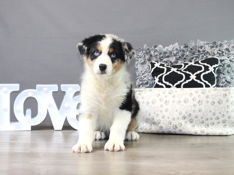 Australian Shepherd