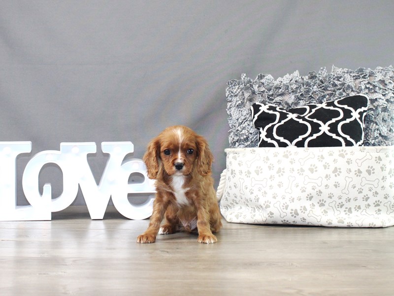 Cavalier King Charles Spaniel