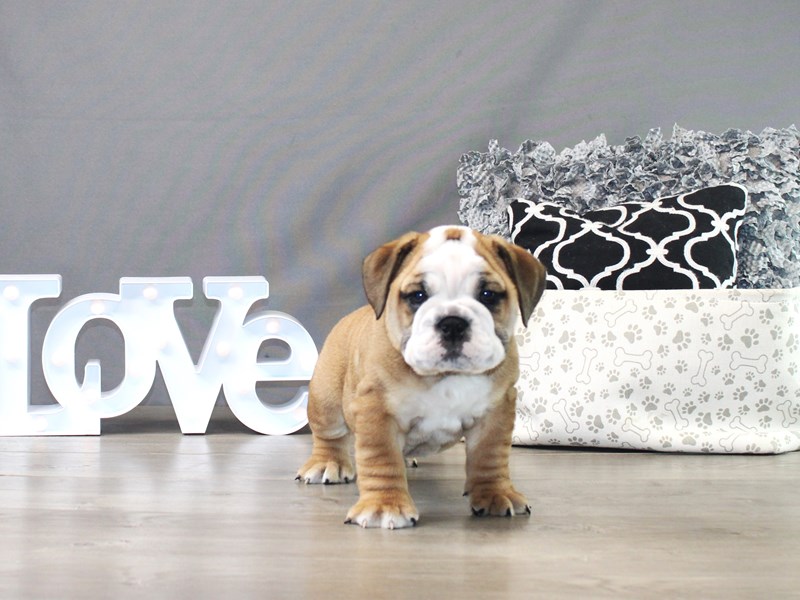 English Bulldog