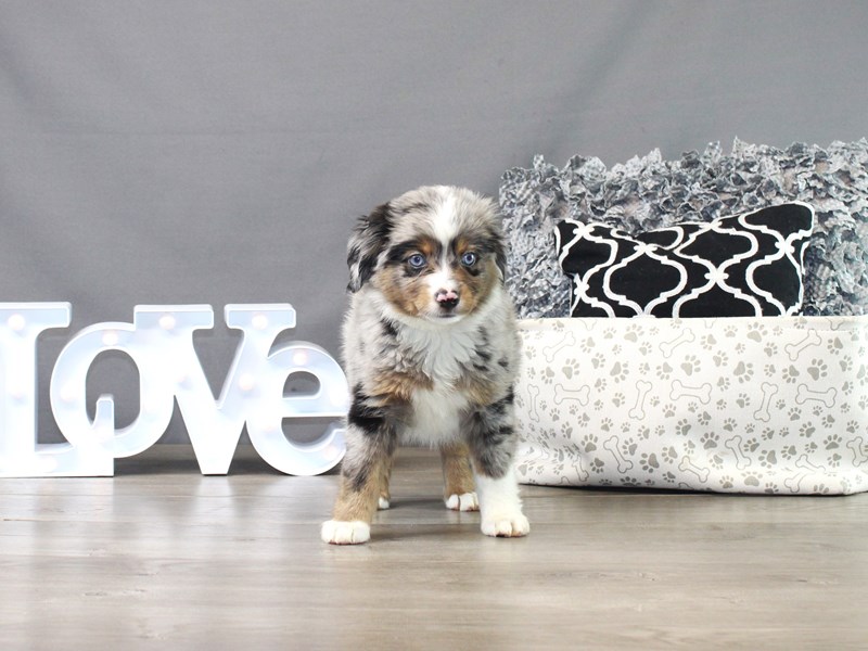Miniature Australian Shepherd