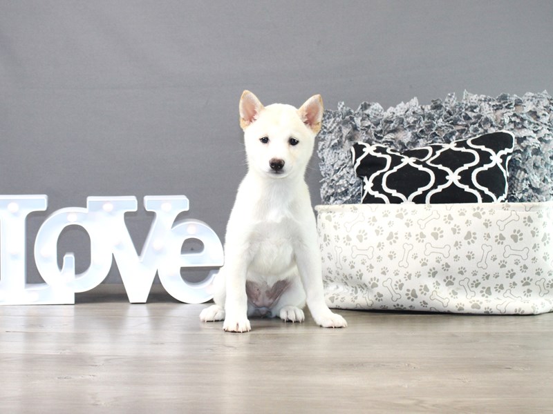 Shiba Inu
