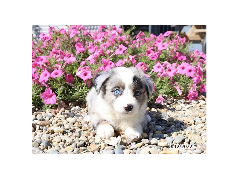 Miniature Australian Shepherd