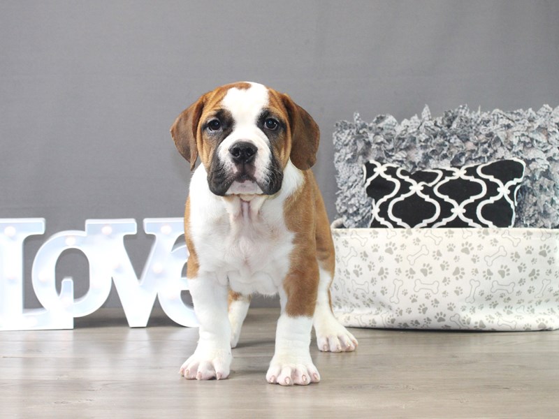 Beabull Bulldog