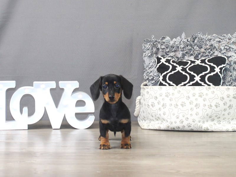 Dachshund