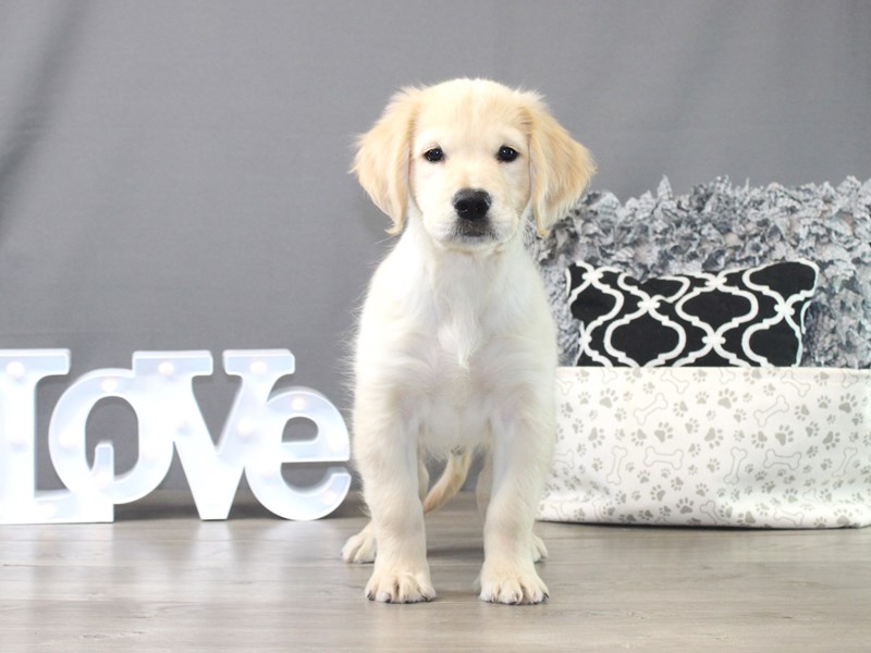 Golden Retriever – Jelly Bean