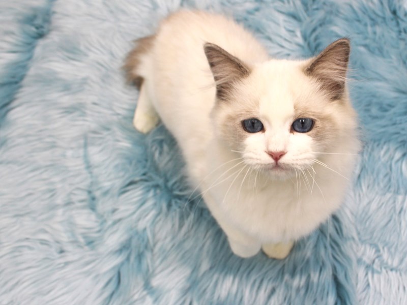 Ragdoll