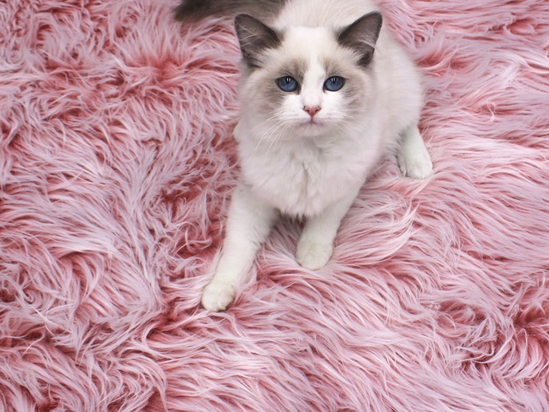Ragdoll