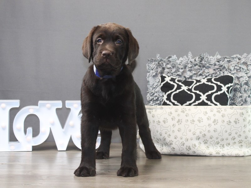 Labrador Retriever