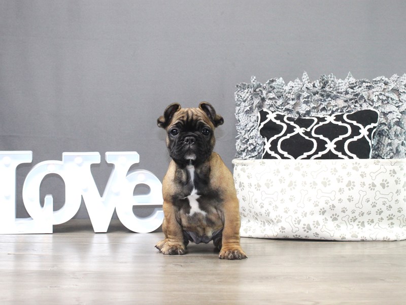 French Bulldog