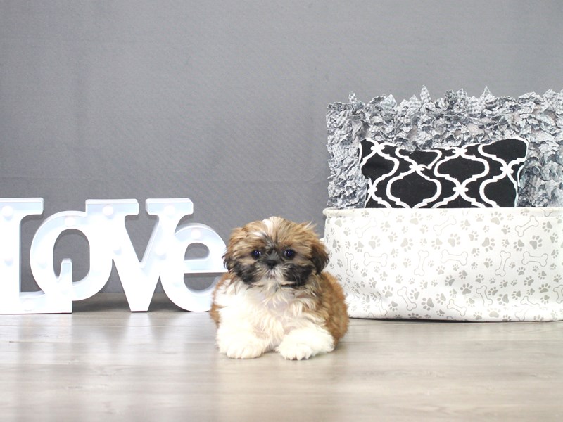 Shih Tzu