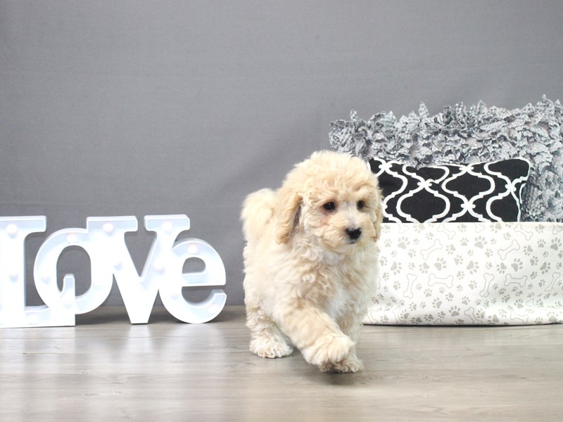 Mini Goldendoodle