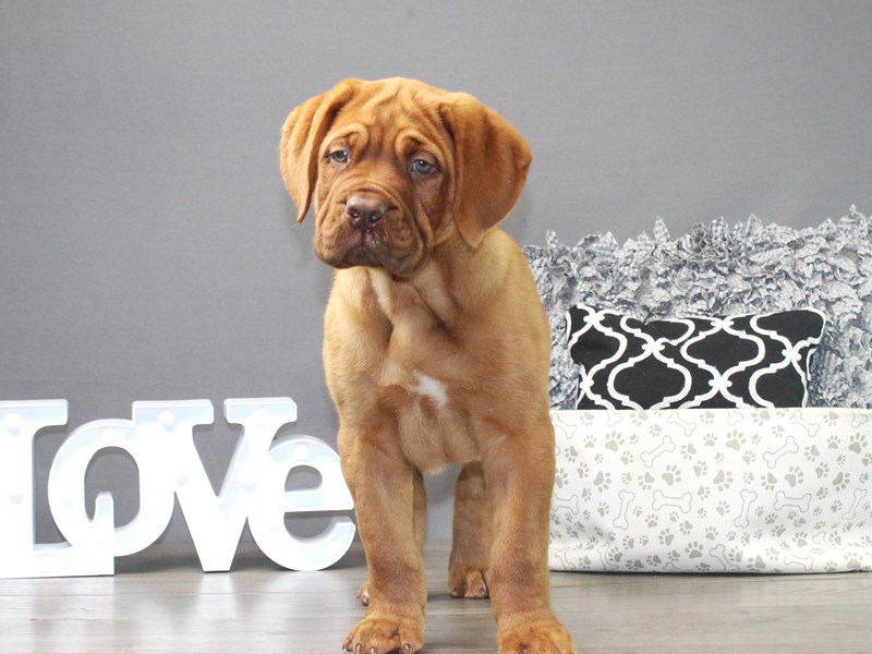 Dogue De Bordeaux – Bosa #97