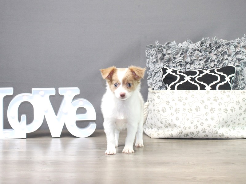Chihuahua