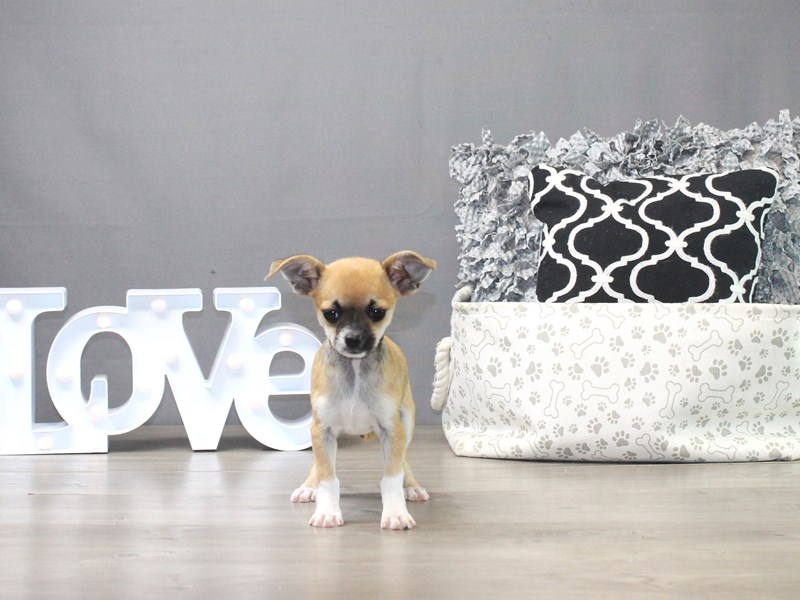 Chihuahua