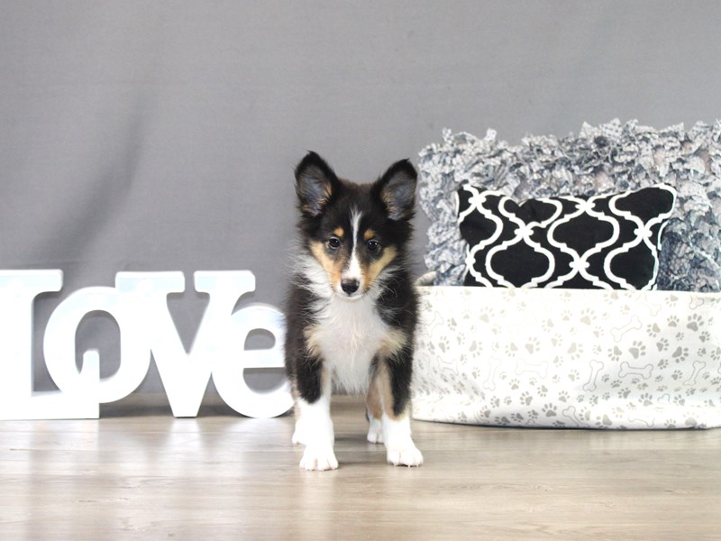 Shetland Sheepdog