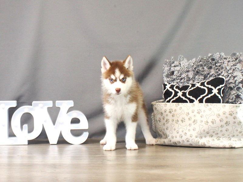 Pomsky
