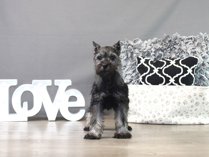 Miniature Schnauzer