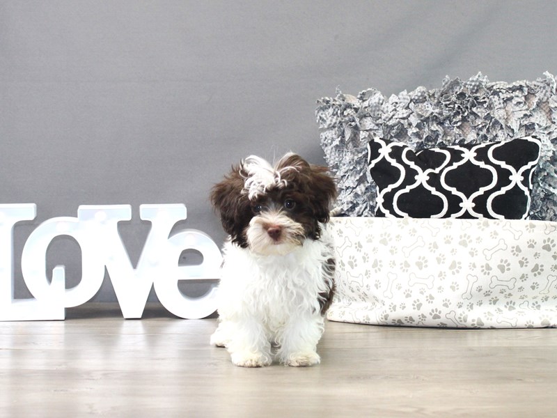 Havanese
