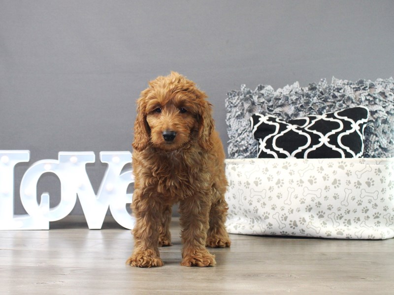 Mini Goldendoodle