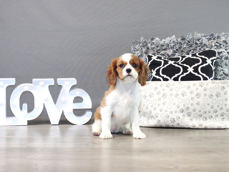 Cavalier King Charles Spaniel
