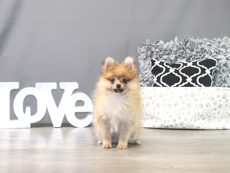 Pomeranian