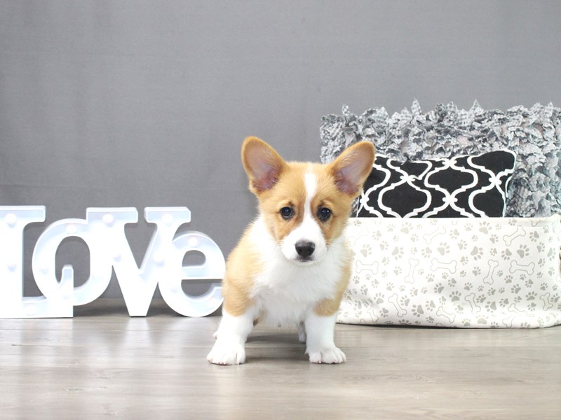 Pembroke Welsh Corgi