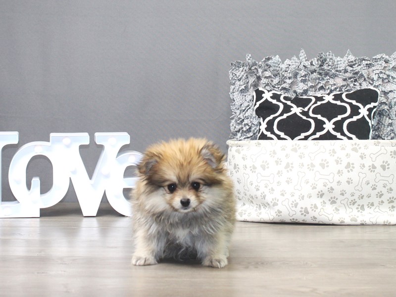 Pomeranian