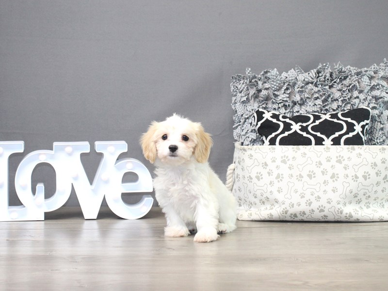 Cavachon