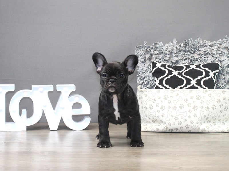 French Bulldog