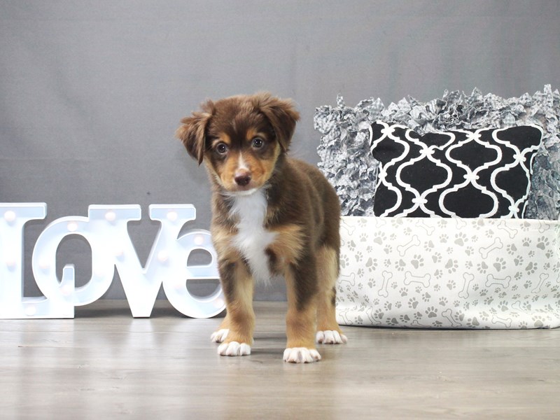 Miniature American Shepherd