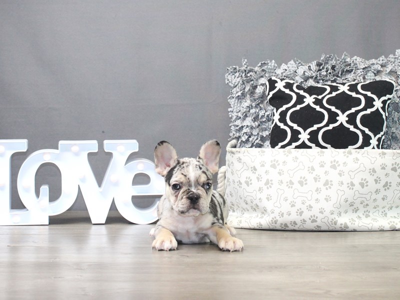 French Bulldog