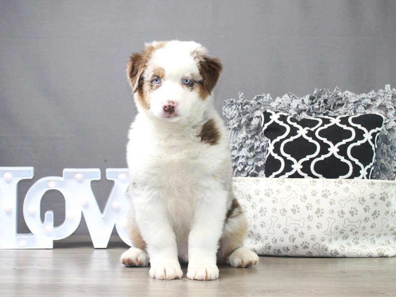 Australian Shepherd