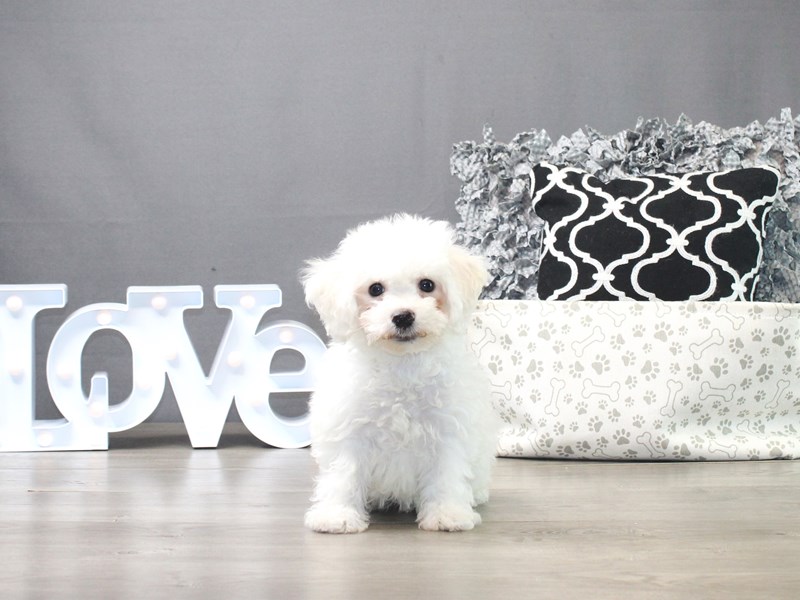 Bichon Frise