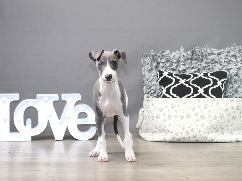 Italian Greyhound
