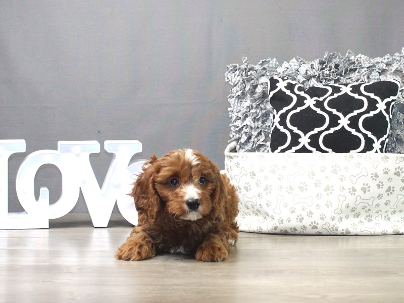 Cavapoo