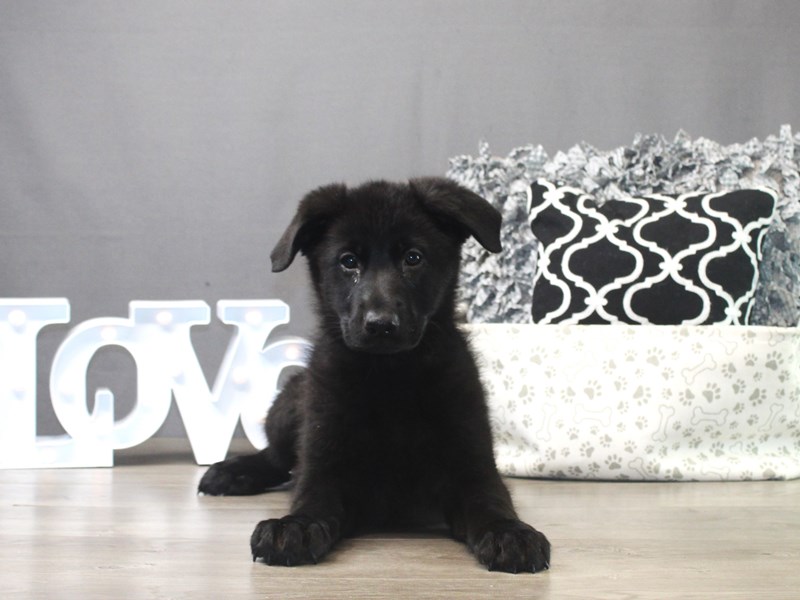 German Shepherd Dog