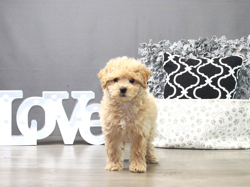Mini Goldendoodle