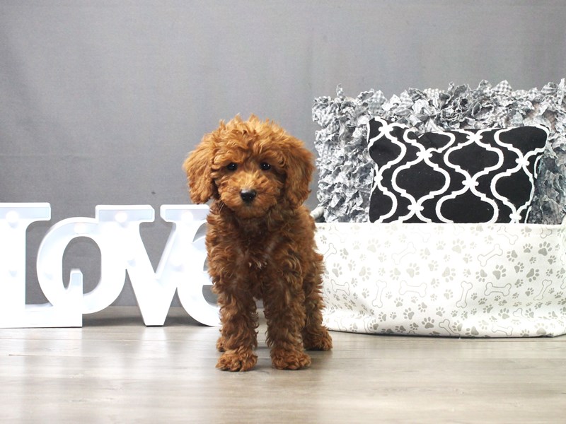 Mini Goldendoodle