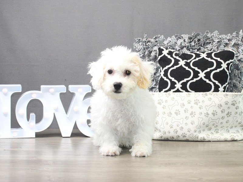 Bichon Frise