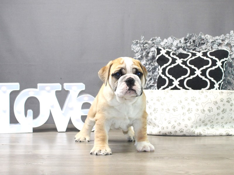 English Bulldog