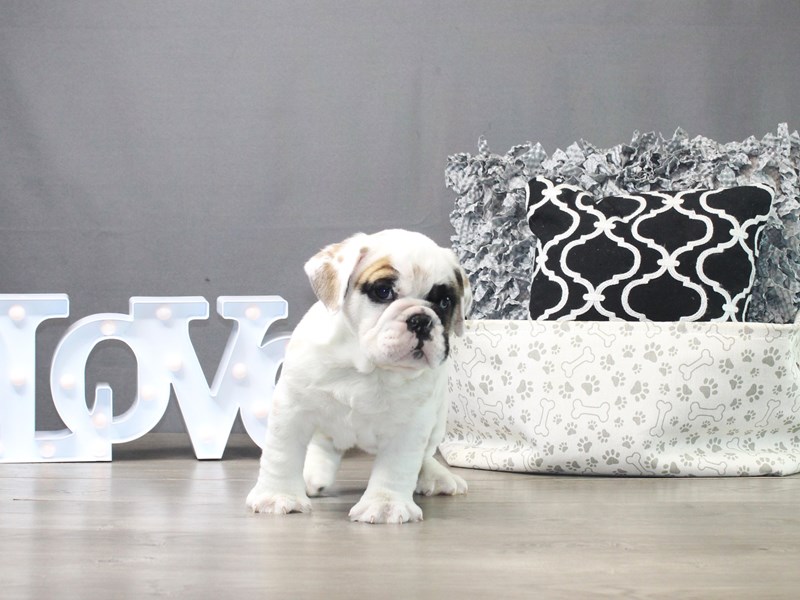 English Bulldog