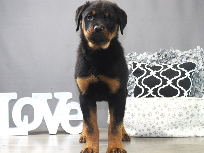 Rottweiler – Venom