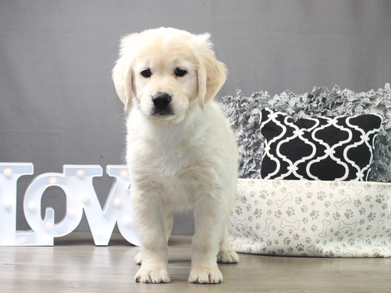 Golden Retriever – Leo