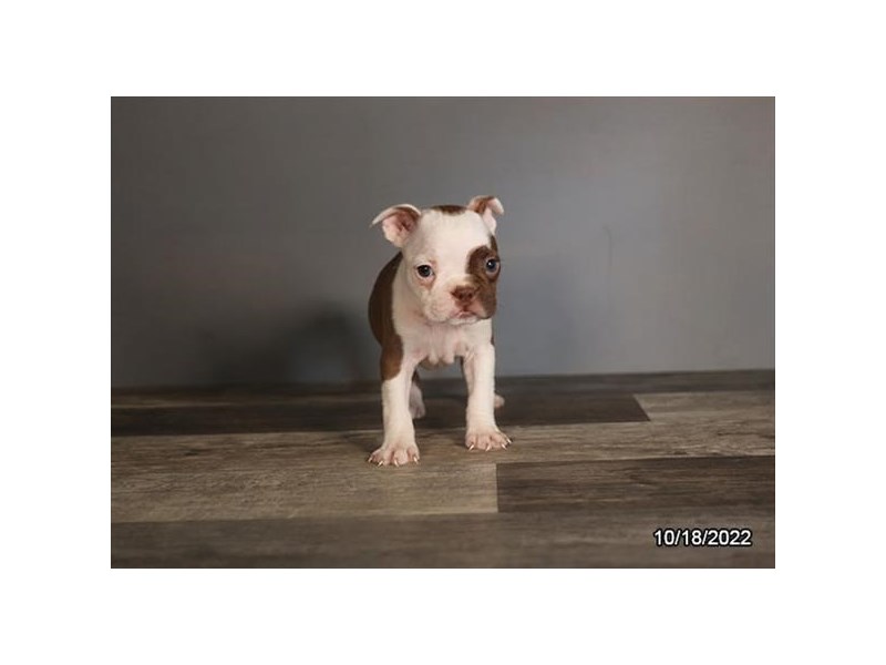 Boston Terrier