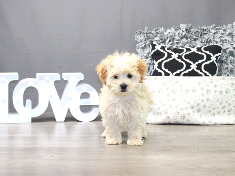 Maltipoo