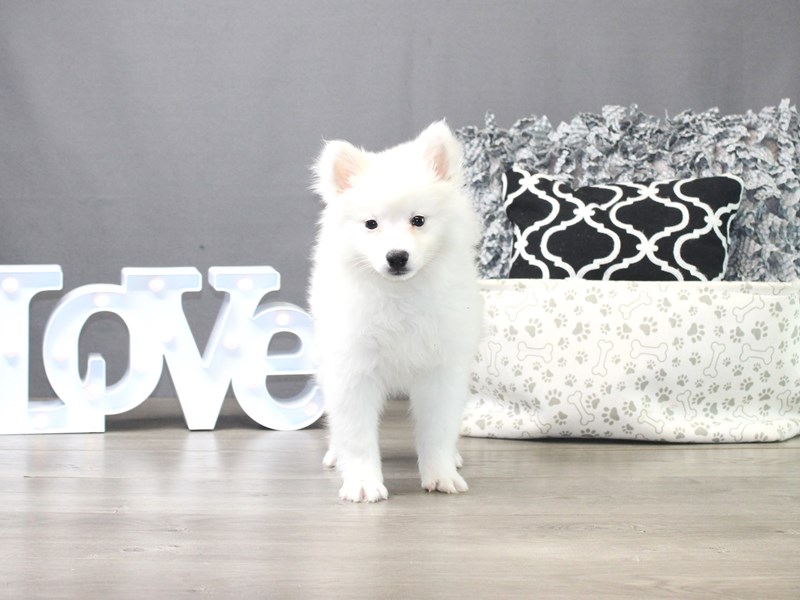 American Eskimo Dog